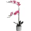 Kunstorchidee Met Pot Van Cement - H55 X B30 Cm - Roze - Riosane